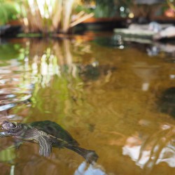 Schildkröten Teich - 2