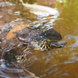 Schildkröten Teich - 3