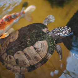 Schildkröten Teich